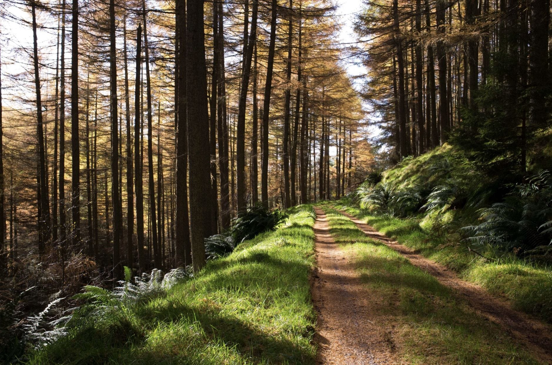 Sonnenlicht auf einem Waldweg
